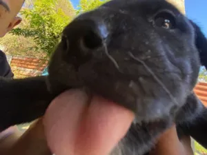 Cachorro raça SRD-ViraLata idade 2 a 6 meses nome Pretinha 