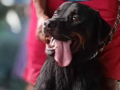 Cachorro raça Rottweiler idade 2 a 6 meses nome thor
