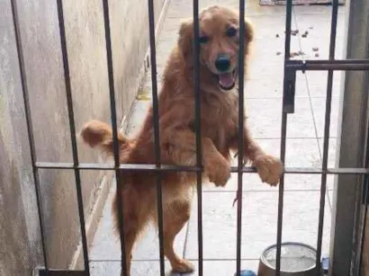 Cachorro raça SRD-ViraLata idade 7 a 11 meses nome Bob