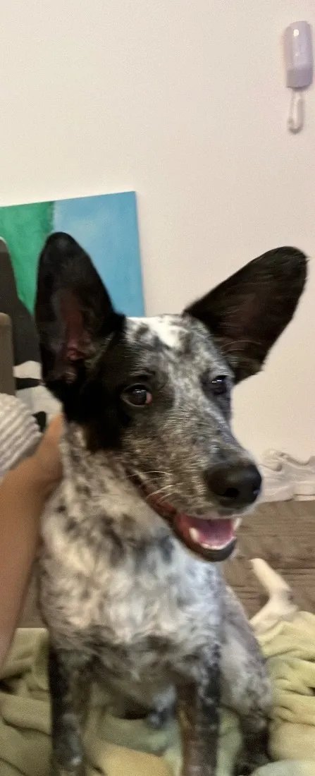Cachorro raça SRD-ViraLata idade 7 a 11 meses nome Apollo