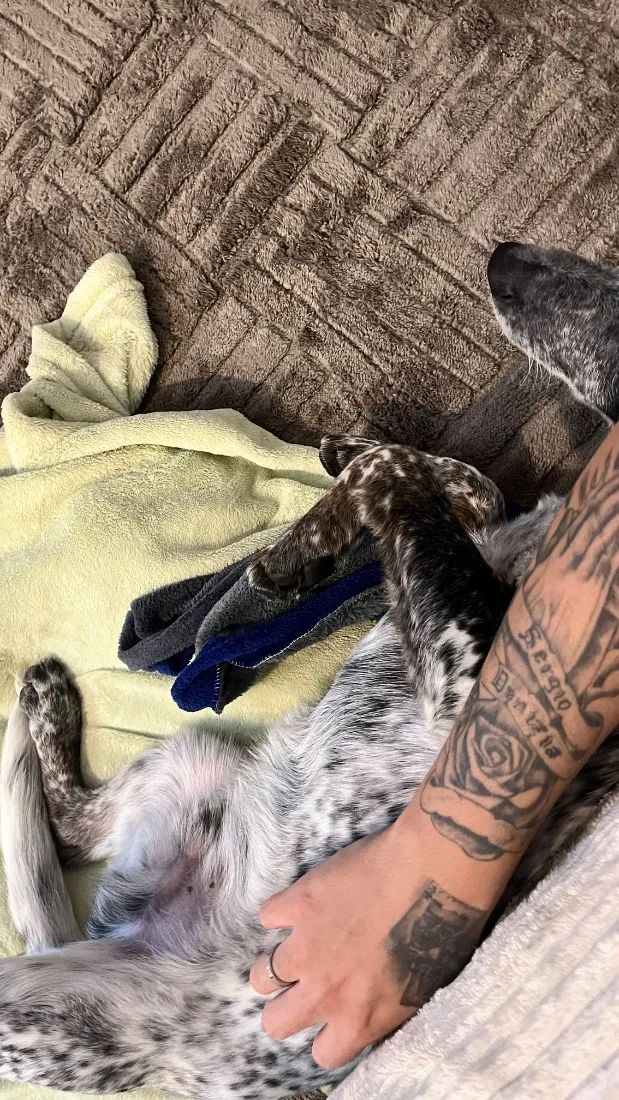 Cachorro raça SRD-ViraLata idade 7 a 11 meses nome Apollo