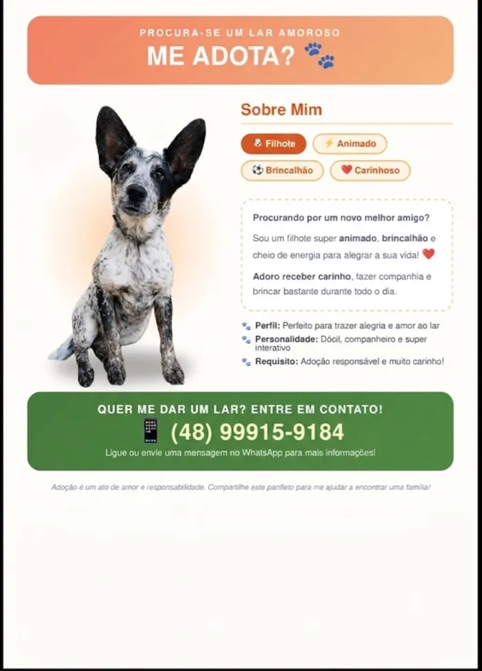 Cachorro raça SRD-ViraLata idade 7 a 11 meses nome Apollo