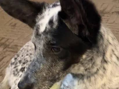 Cachorro raça SRD-ViraLata idade 7 a 11 meses nome Apollo