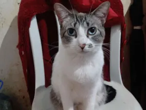 Gato raça SRD-ViraLata idade 1 ano nome Kàssia