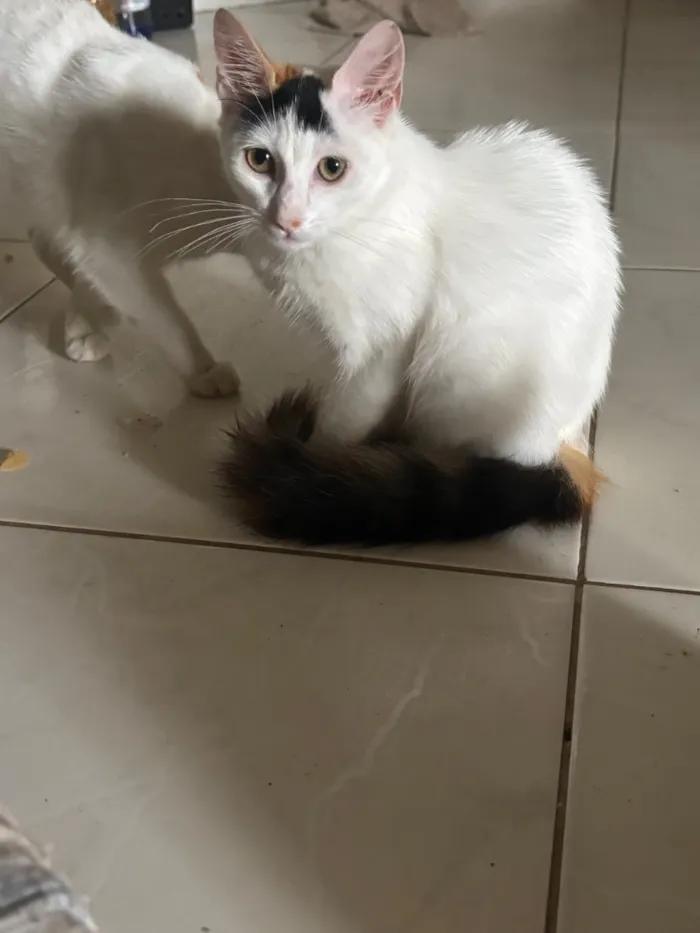 Gato raça SRD-ViraLata idade 2 a 6 meses nome sem nome 