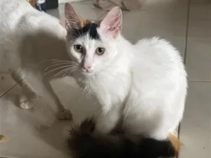 Gato raça SRD-ViraLata idade 2 a 6 meses nome sem nome 
