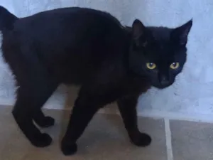 Gato raça SRD-ViraLata idade 2 a 6 meses nome Pantera