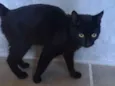 Pantera