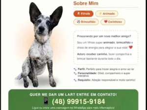 Cachorro raça SRD-ViraLata idade 7 a 11 meses nome Apollo