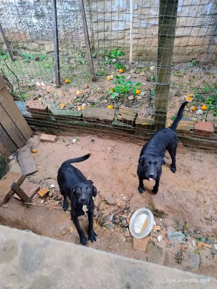 Cachorro raça Labrador idade 1 ano nome lua e estrela 