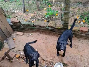 Cachorro raça Labrador idade 1 ano nome lua e estrela 