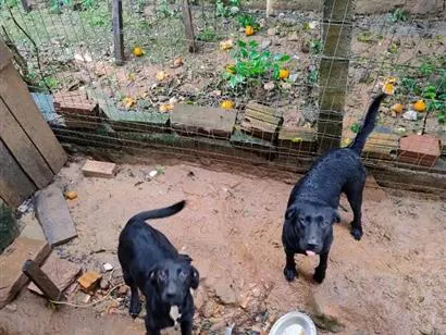 Cachorro raça Labrador idade 1 ano nome lua e estrela 