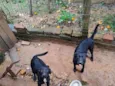 lua e estrela