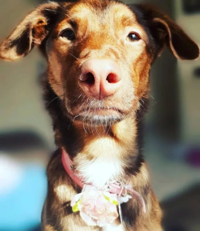 Cachorro raça SRD-ViraLata idade 6 ou mais anos nome Cookie