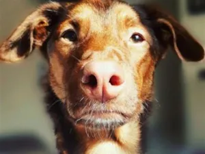Cachorro raça SRD-ViraLata idade 6 ou mais anos nome Cookie