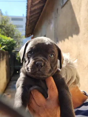 Cachorro raça SRD-ViraLata idade 2 a 6 meses nome Viny