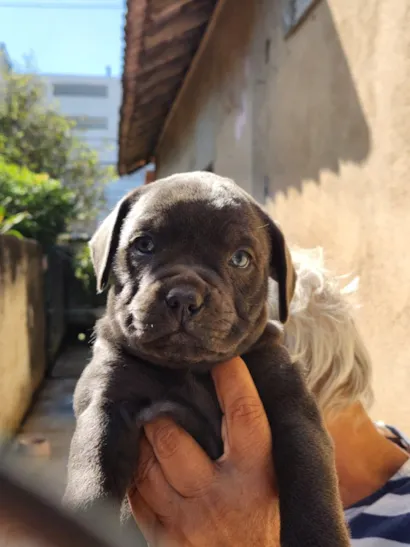 Cachorro raça SRD-ViraLata idade 2 a 6 meses nome Viny