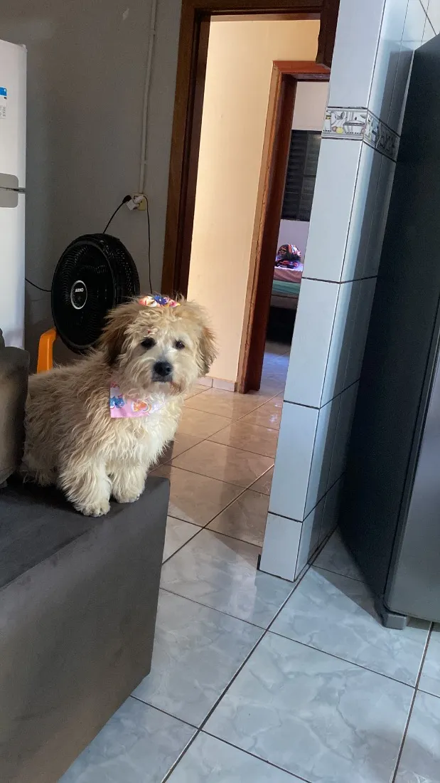 Cachorro raça SRD-ViraLata idade 7 a 11 meses nome Kiara