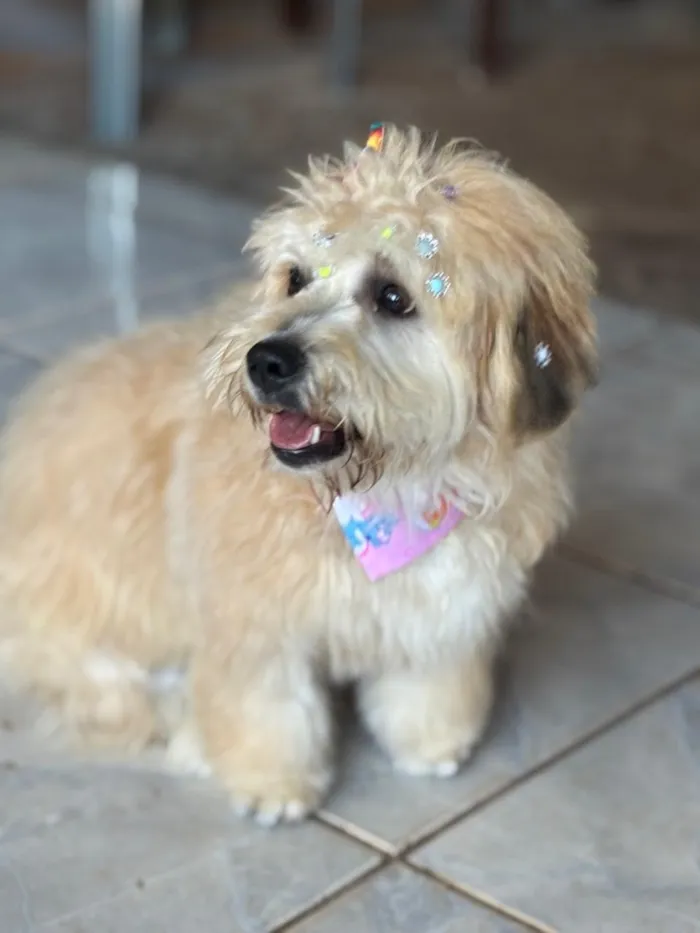 Cachorro raça SRD-ViraLata idade 7 a 11 meses nome Kiara