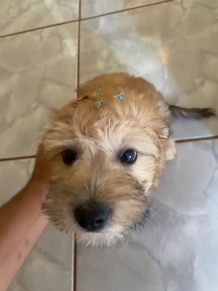 Cachorro raça SRD-ViraLata idade 7 a 11 meses nome Kiara