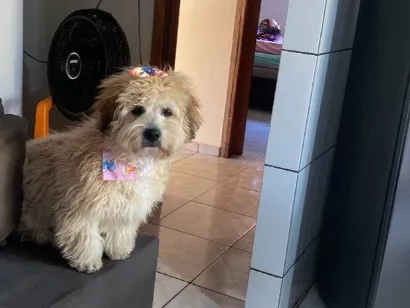 Cachorro raça SRD-ViraLata idade 7 a 11 meses nome Kiara