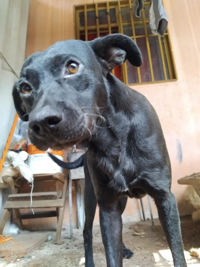 Cachorro raça SRD-ViraLata idade 3 anos nome Café e Maristela 