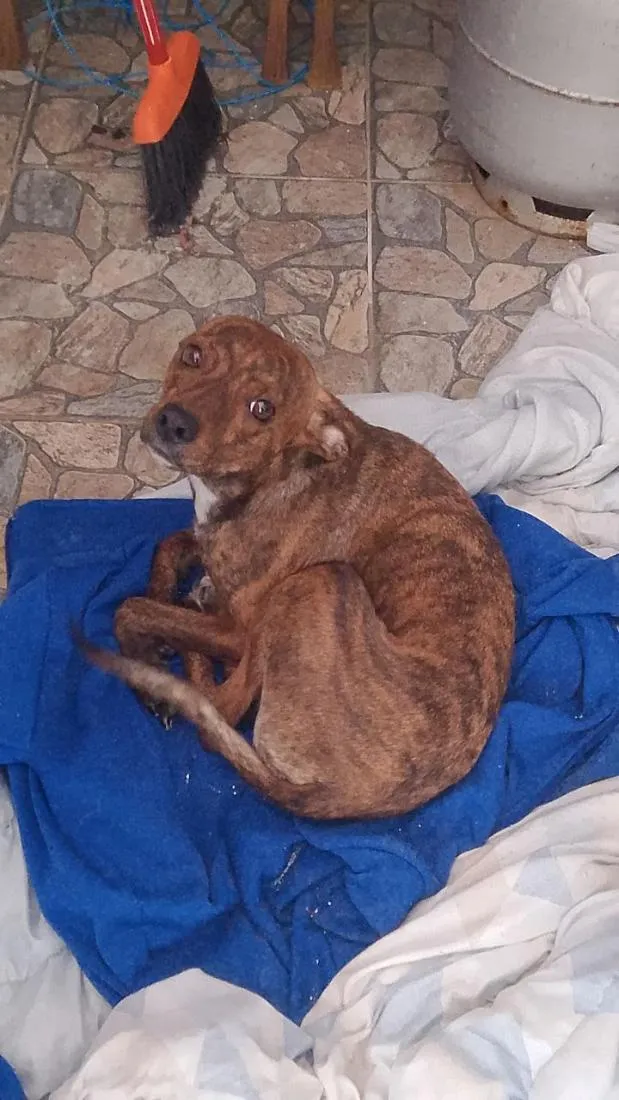 Cachorro raça SRD-ViraLata idade 1 ano nome mel