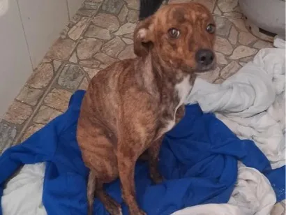 Cachorro raça SRD-ViraLata idade 1 ano nome mel
