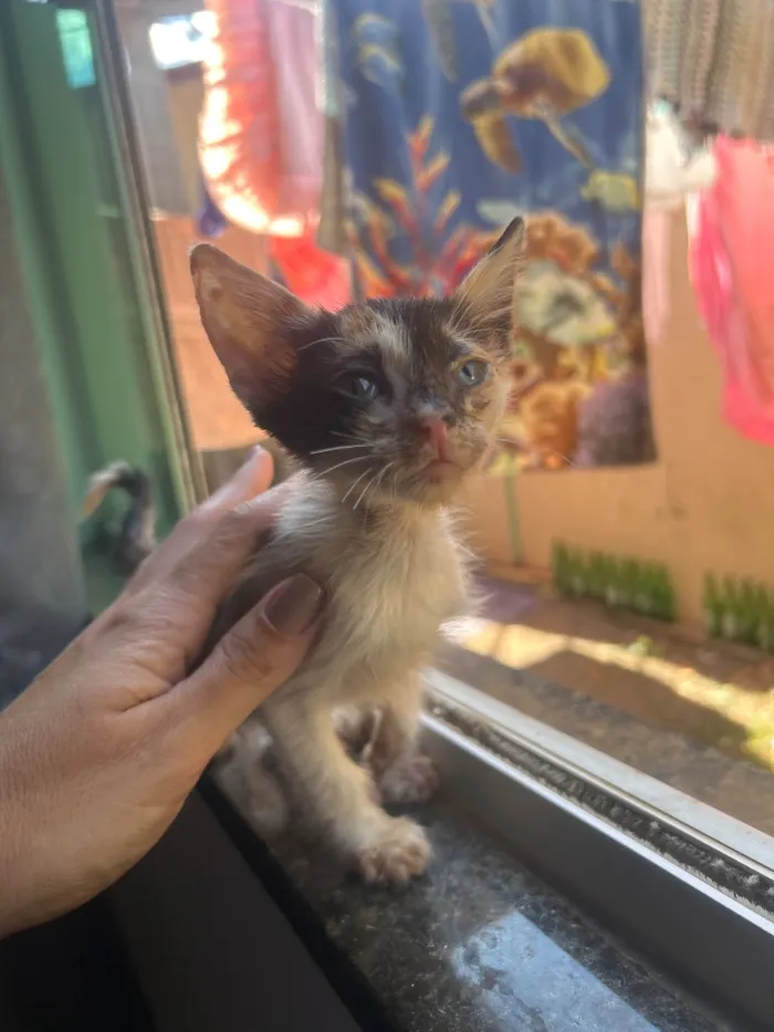 Gato raça SRD-ViraLata idade Abaixo de 2 meses nome Emanuelle 