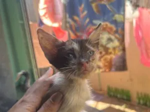 Gato raça SRD-ViraLata idade Abaixo de 2 meses nome Emanuelle 