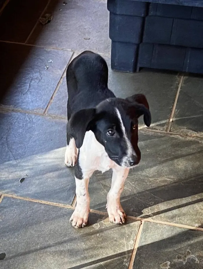 Cachorro raça SRD-ViraLata idade 2 a 6 meses nome Mirna