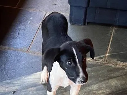 Cachorro raça SRD-ViraLata idade 2 a 6 meses nome Mirna