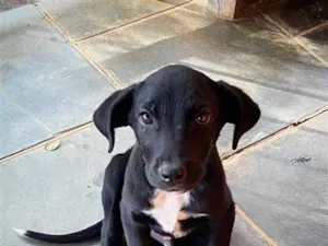 Cachorro raça SRD-ViraLata idade 2 a 6 meses nome Jad