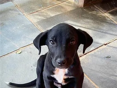 Cachorro raça SRD-ViraLata idade 2 a 6 meses nome Jad