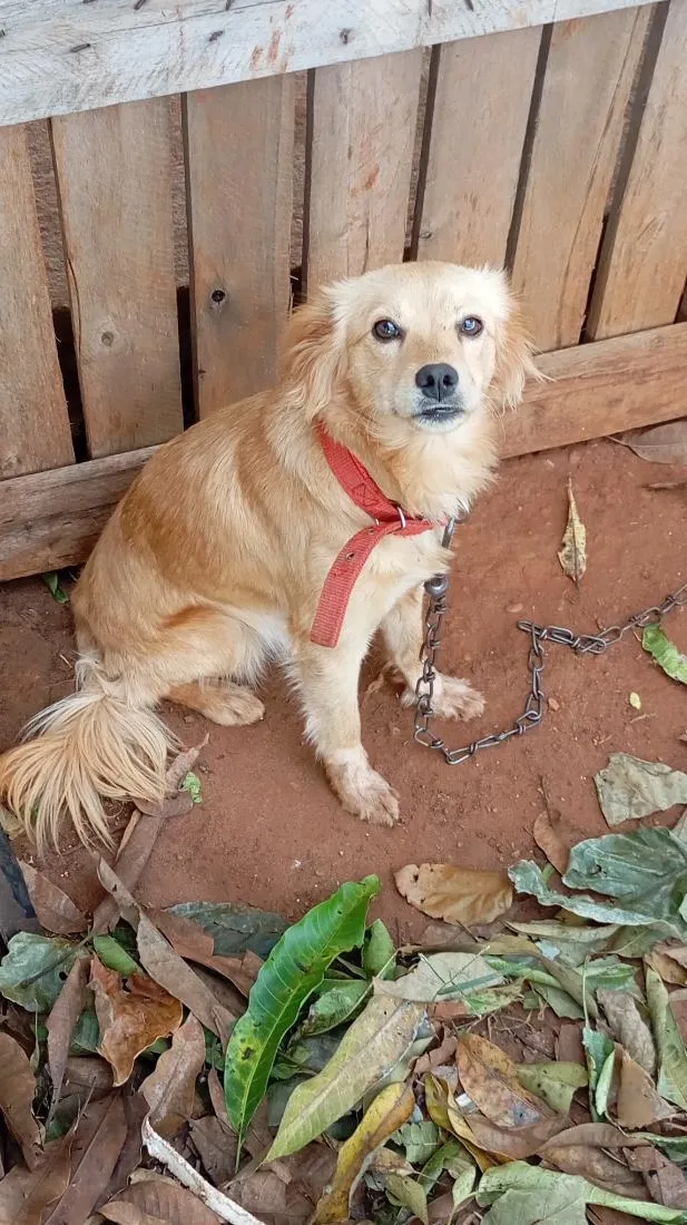 Cachorro raça SRD-ViraLata idade 2 a 6 meses nome Ellie