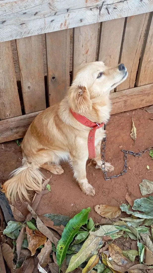 Cachorro raça SRD-ViraLata idade 2 a 6 meses nome Ellie