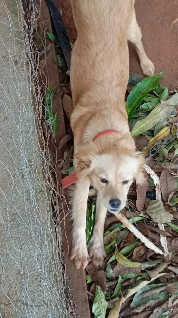 Cachorro raça SRD-ViraLata idade 2 a 6 meses nome Ellie