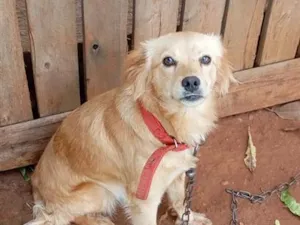 Cachorro raça SRD-ViraLata idade 2 a 6 meses nome Ellie