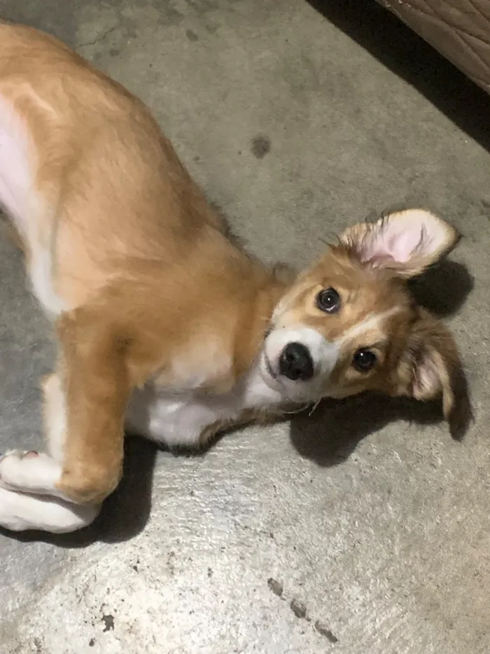 Cachorro raça SRD-ViraLata idade 2 anos nome tiricutico