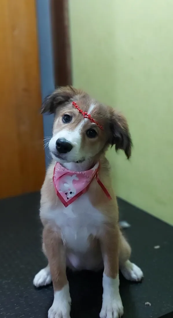 Cachorro raça SRD-ViraLata idade 2 anos nome tiricutico
