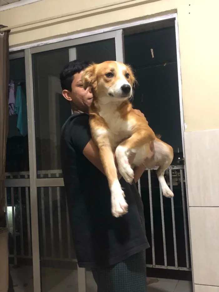 Cachorro raça SRD-ViraLata idade 2 anos nome tiricutico