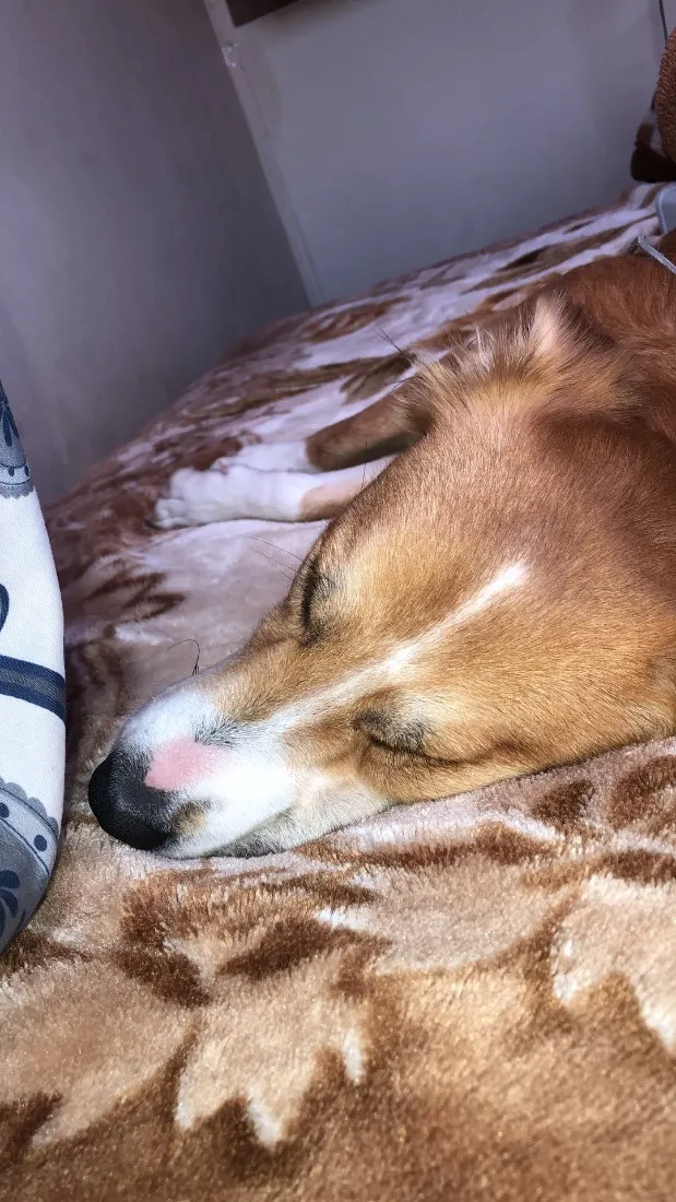 Cachorro raça SRD-ViraLata idade 2 anos nome tiricutico