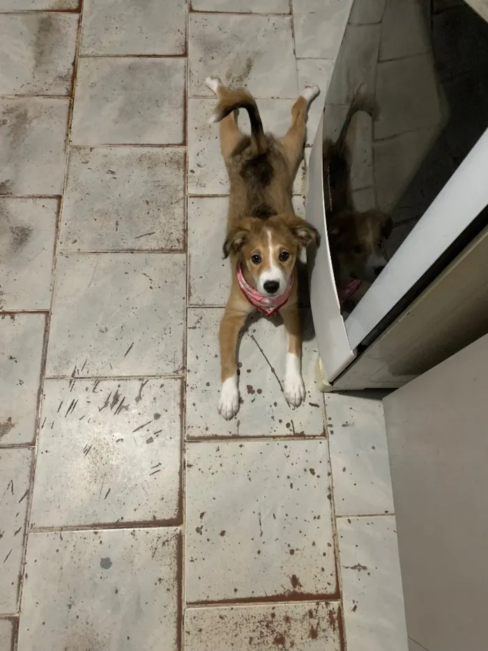 Cachorro raça SRD-ViraLata idade 2 anos nome tiricutico