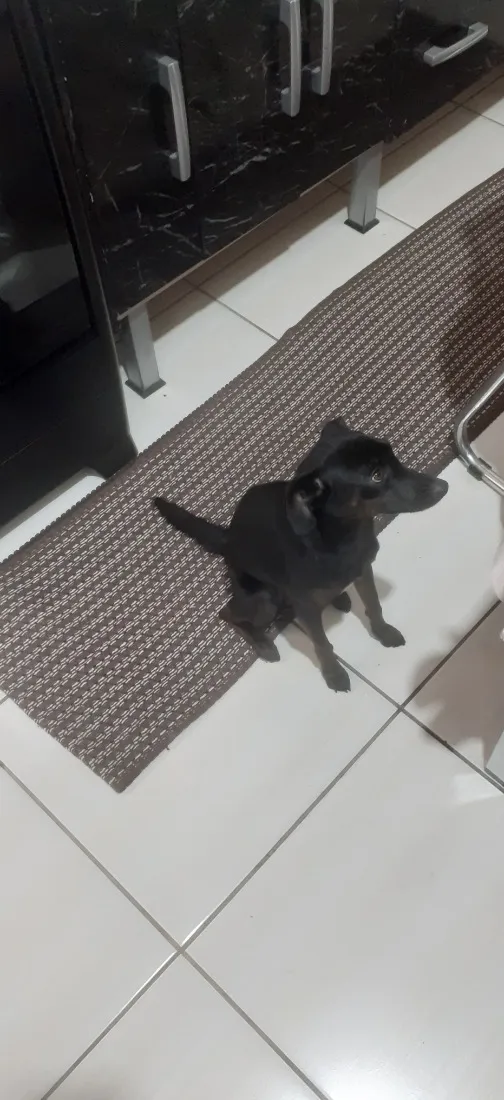 Cachorro raça SRD-ViraLata idade 7 a 11 meses nome Duda