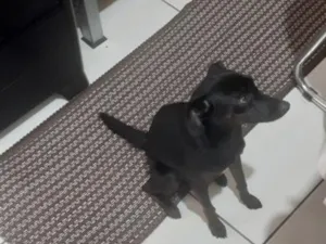 Cachorro raça SRD-ViraLata idade 7 a 11 meses nome Duda