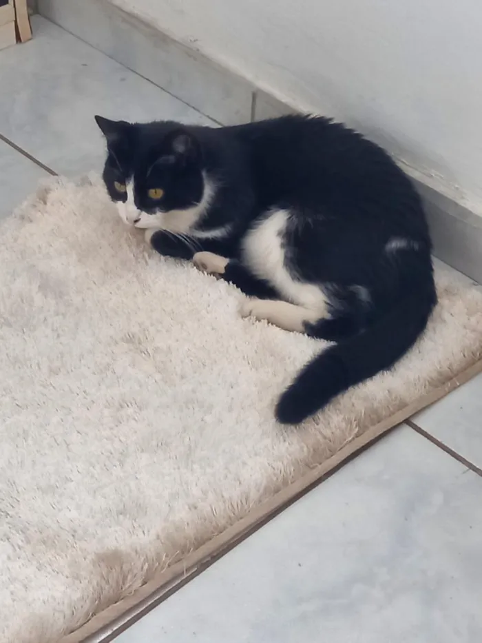 Gato raça SRD-ViraLata idade 2 anos nome Hipátia