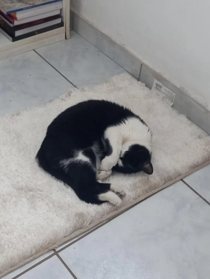 Gato raça SRD-ViraLata idade 2 anos nome Hipátia