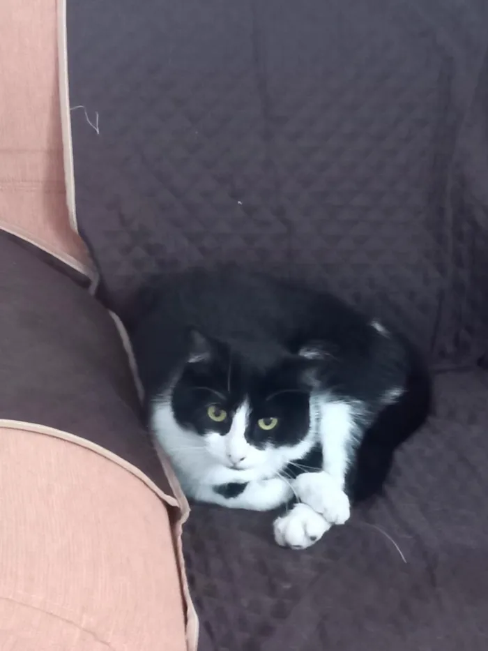 Gato raça SRD-ViraLata idade 2 anos nome Hipátia