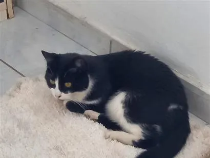 Gato raça SRD-ViraLata idade 2 anos nome Hipátia