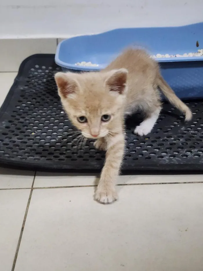 Gato raça SRD-ViraLata idade Abaixo de 2 meses nome Tigrinho